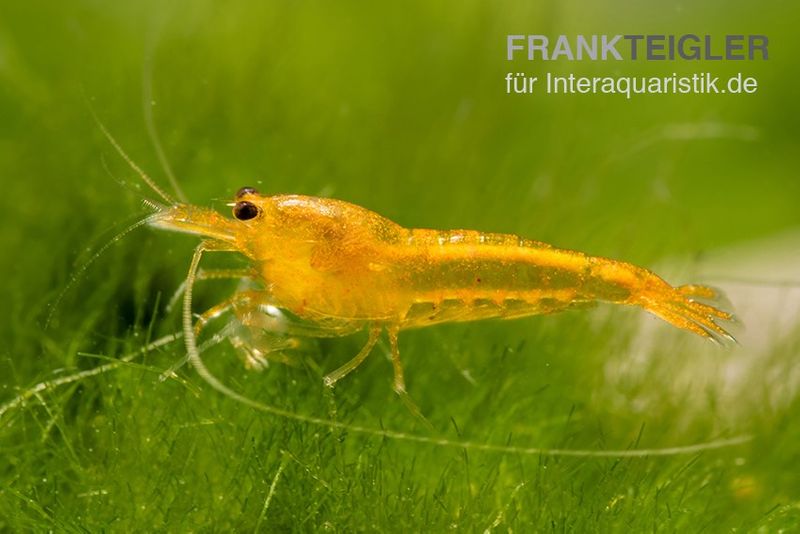 Yellow King Kong Garnele, Caridina logemanni