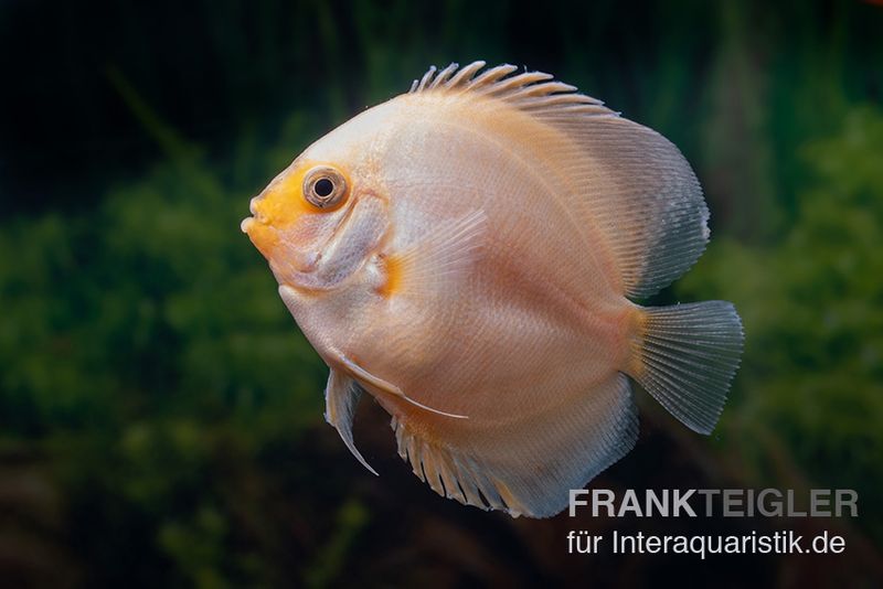 Diskusfisch ASIA-NZ, Symphysodon discus White gray, 5 Zoll, 12-13 cm