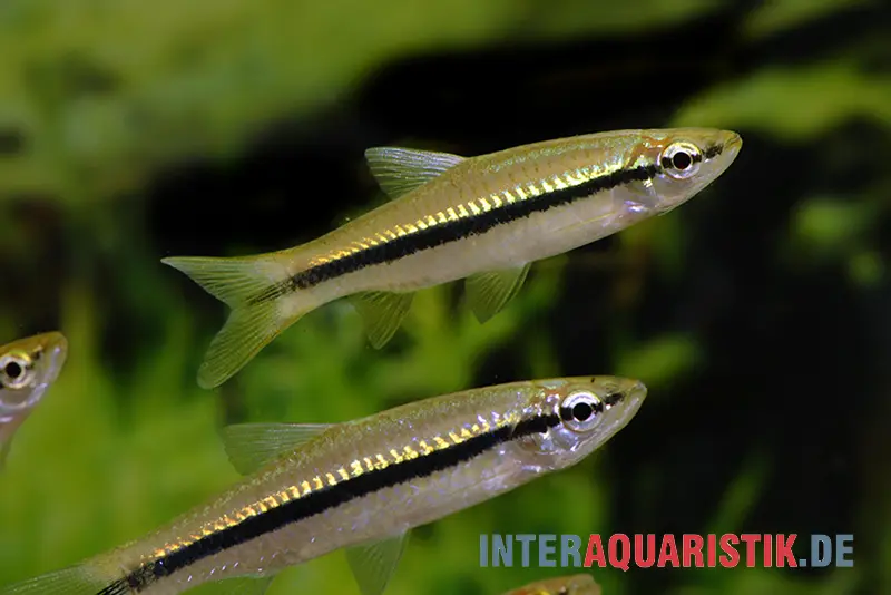 Schlankbärbling, Rasbora daniconius