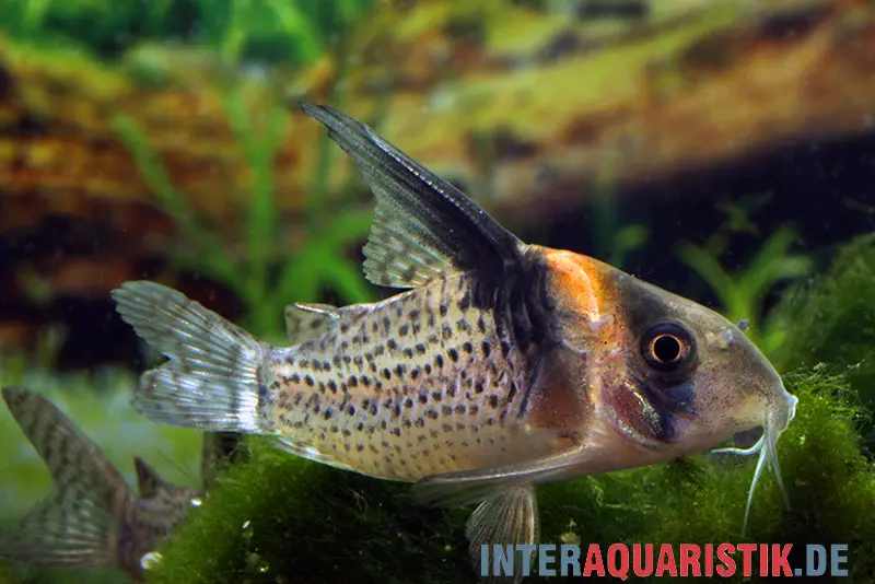 Schwarzsegel-Panzerwels, Corydoras brevirostris "CW27 High Fin"