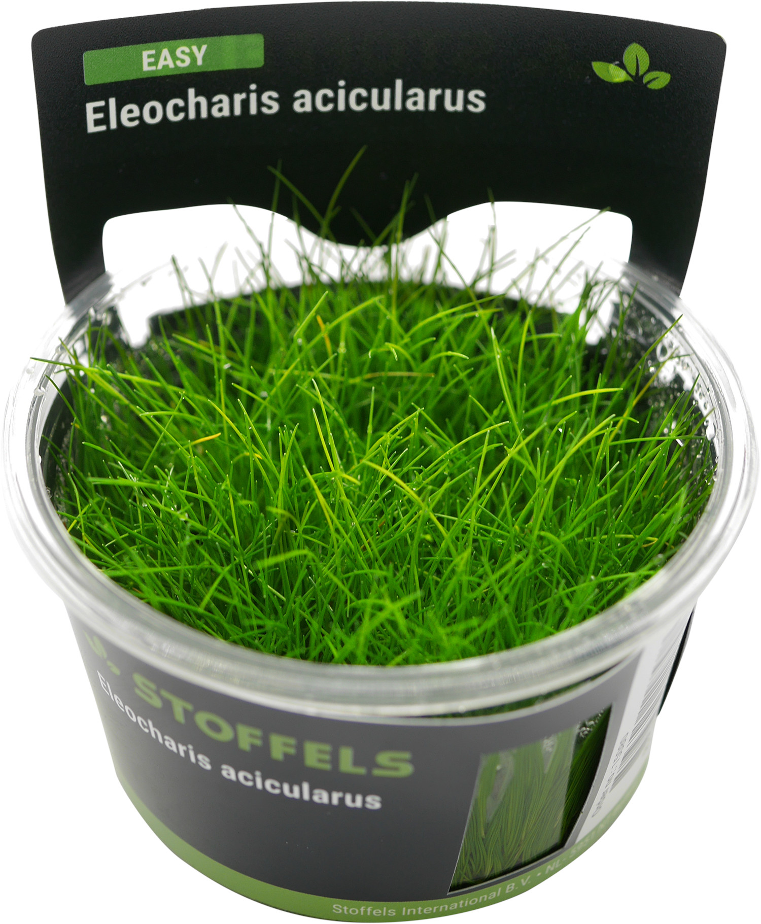 Nadelsimse, Eleocharis acicularis, In Vitro