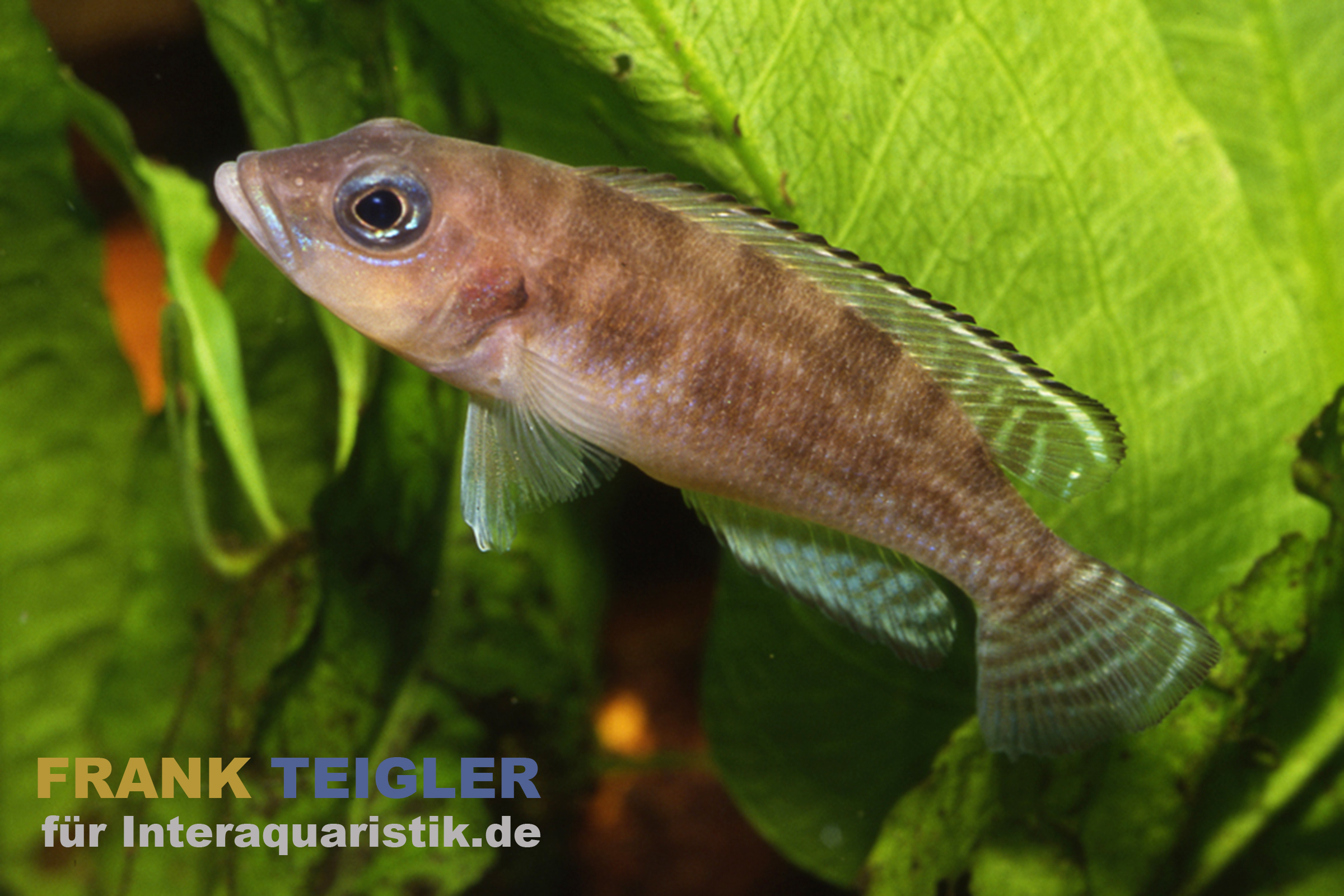 Hecq’s-Tanganjikasee-Buntbarsch, Neolamprologus hecqui