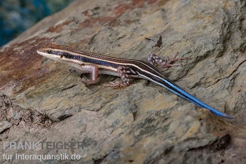 Fünfstreifenskink, Trachylepis quinquetaeniata