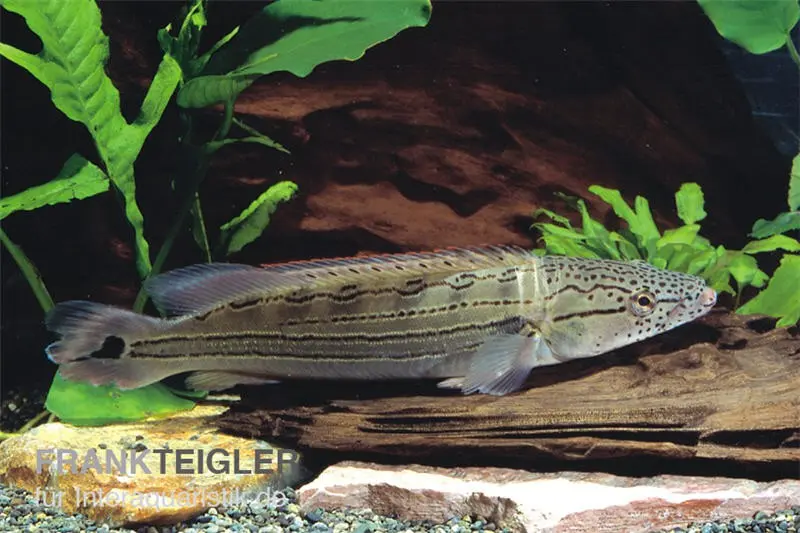 Gestreifter Kammbuntbarsch, Crenicichla strigata