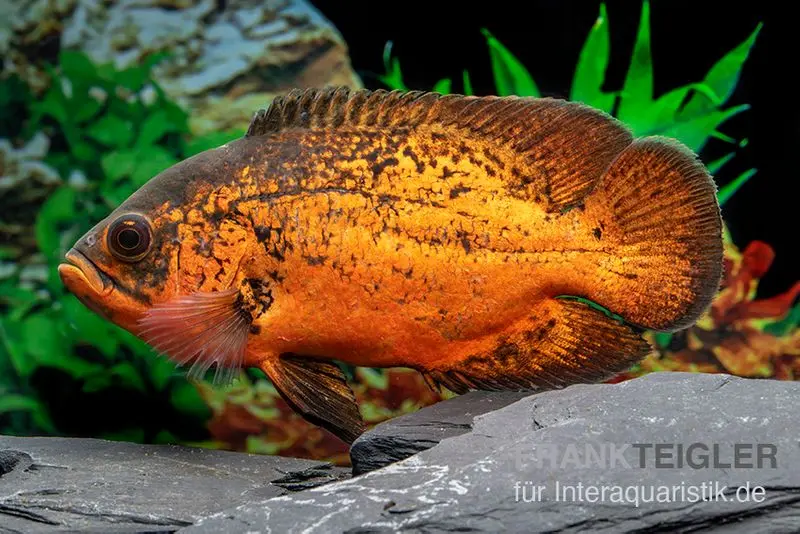 Pfauenaugenbuntbarsch "Smooth Red", Astronotus ocellatus "Smooth Red"