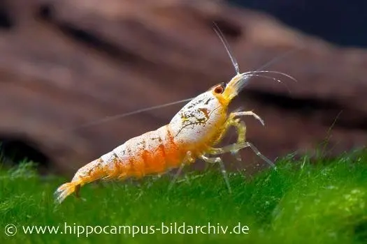 Golden Snow White Bee Garnele, Caridina cf. cantonensis