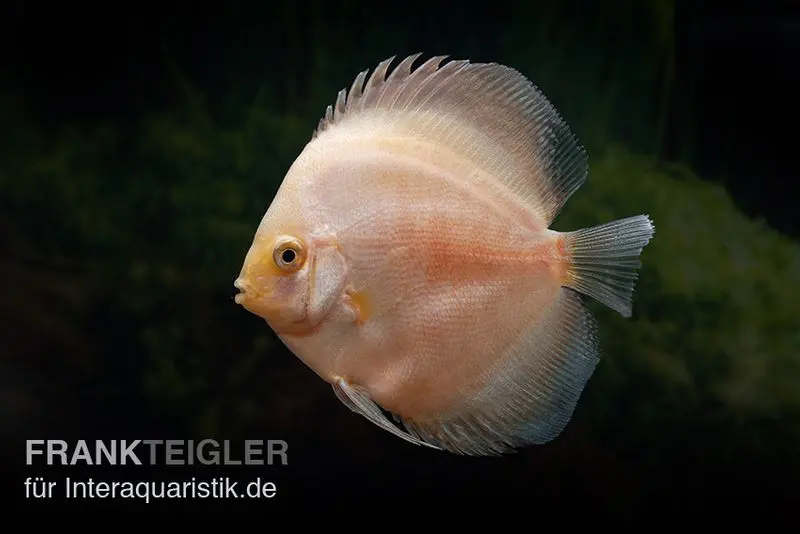 Diskusfisch ASIA-NZ, Symphysodon discus White Diamond