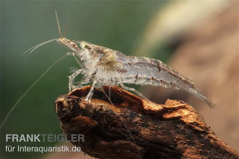 Kleine Algengarnele, Neocaridina davidi