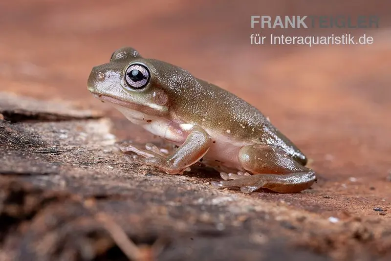 Blauer Korallenfinger-Laubfrosch,  Litoria caerulea