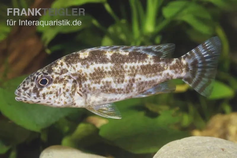 Vielfleckmaulbrüter, Nimbochromis polystigma