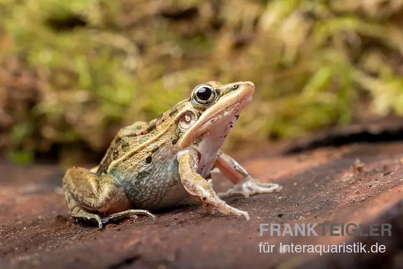 Gestreifter Grasfrosch, Ptychadena porosissima