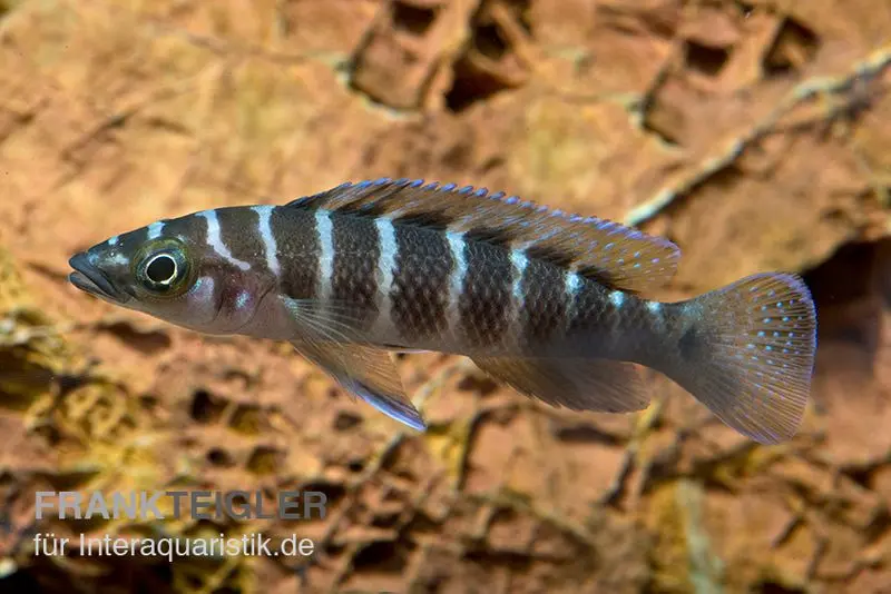 Gestreifter Tanganjikabuntbarsch, Neolamprologus cylindricus, DNZ