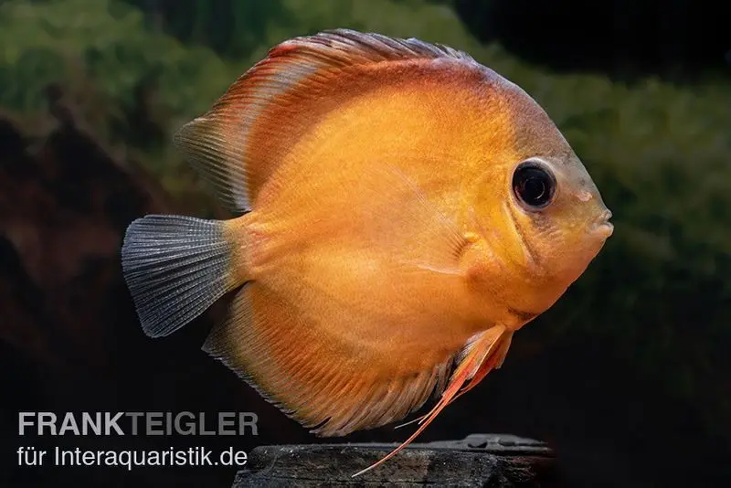 Diskusfisch ASIA-NZ, Symphysodon discus Rose red, 2 Zoll, 5-6 cm