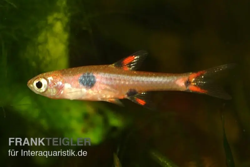 Zwergbärbling, Boraras maculatus