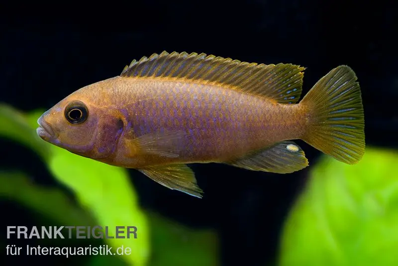 Rostroter-Maulbrüter, Iodotropheus sprengerae, DNZ