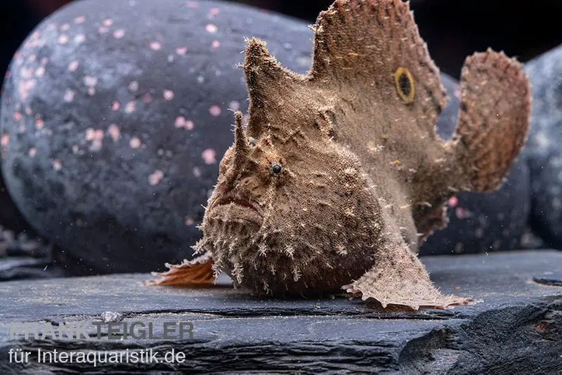 Augenfleck-Anglerfisch, Antennarius biocellatus