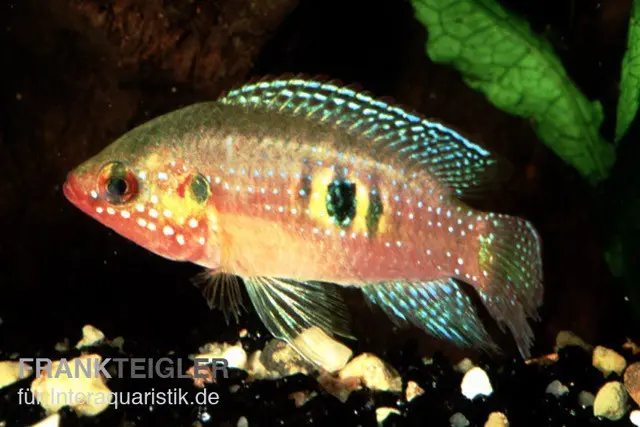 Waldjuwelenbarsch, Hemichromis cristatus