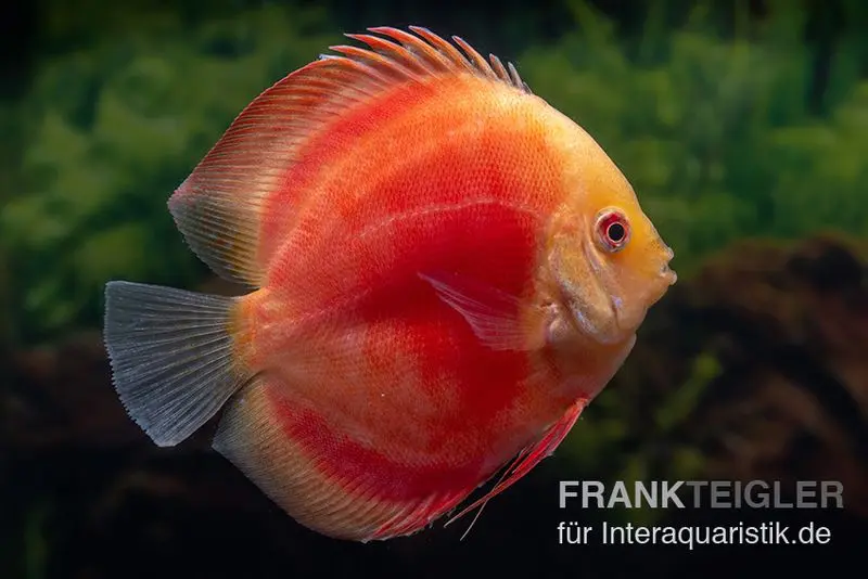 Diskusfisch ASIA-NZ, Symphysodon discus Red Ruby, 2 Zoll, 5-6 cm