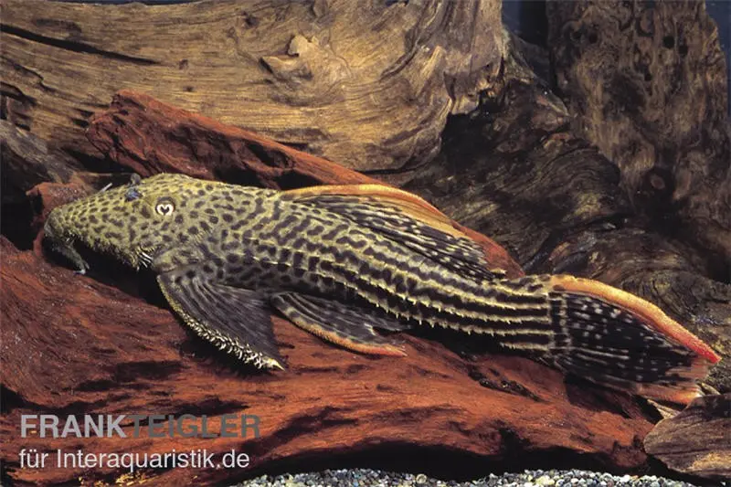 Rotflossen-Kaktuswels, L 25, Pseudacanthicus cf serratus NATURFARBEN