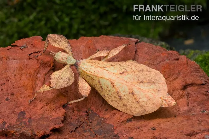 Wandelndes Blatt (rot), Phyllium pulchrifolium (red)