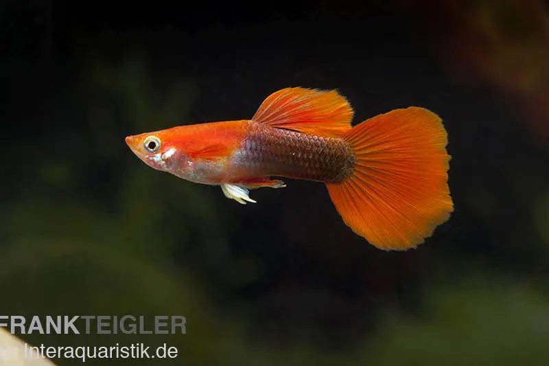 Guppy Chili Red Tuxedo, Poecilia reticulata, Guppy Weibchen