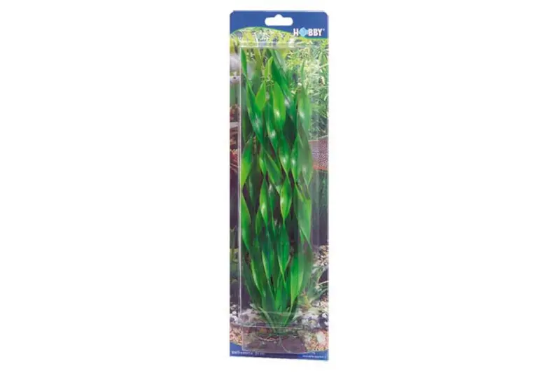 Hobby Vallisneria, 20 cm