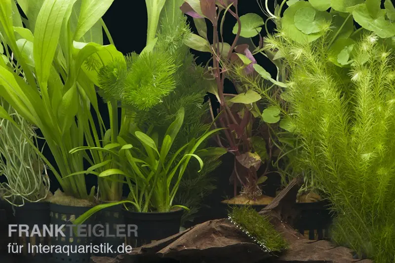 Aquarienpflanzen-Sortiment "Amazonas" für 80 cm Aquarium, Aquarienpflanzen-Set