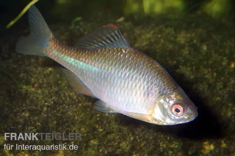 Bitterling, Rhodeus sericeus amarus, 4-5 cm (Kaltwasser), DNZ