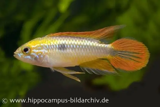 Buntschwanz-Zwergbuntbarsch, Apistogramma agassizii doppelrot, paarweise