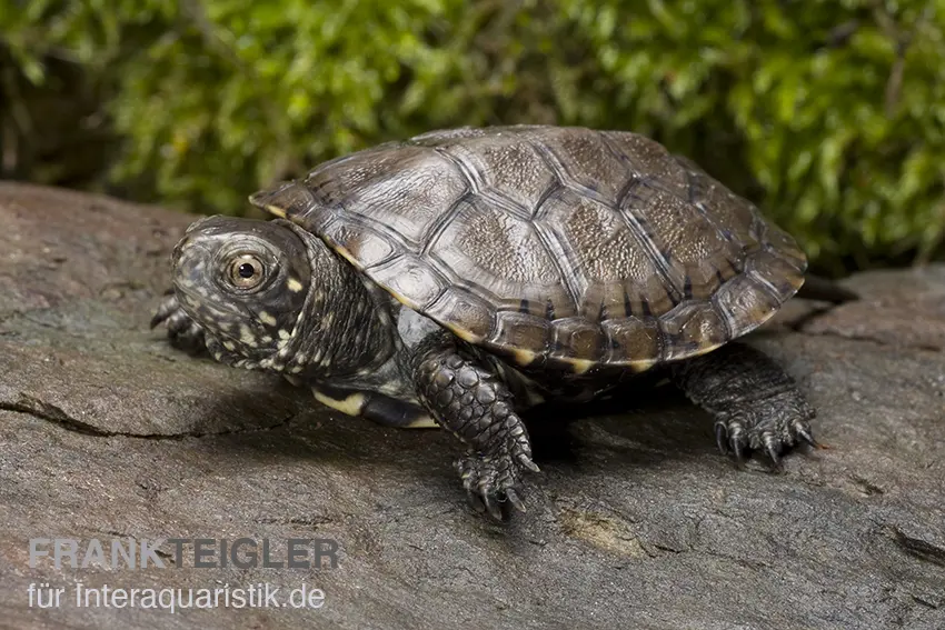 Europäische Sumpfschildkröte, Emys orbicularis