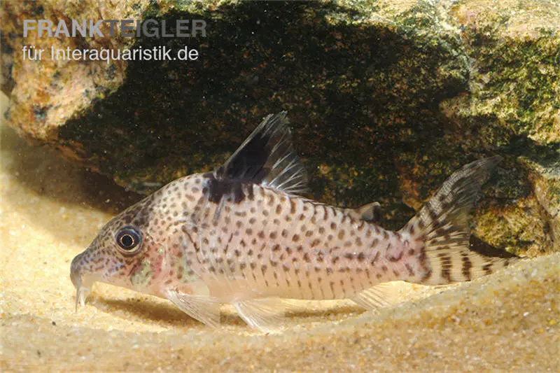 Glänzender Leopardpanzerwels, Corydoras ambiacus