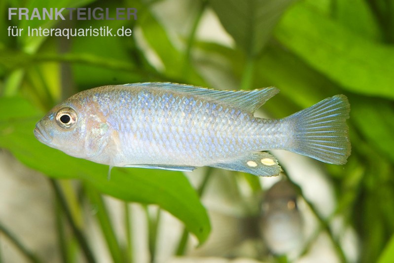 Sechsstreifen-Tilapia, Cynotilapia afra cobue