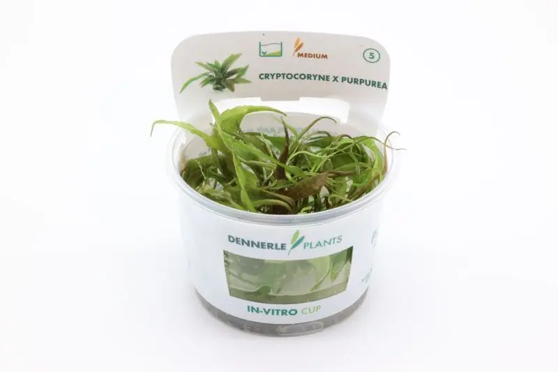 Purpur-Wasserkelch, Cryptocoryne x purpurea, In Vitro