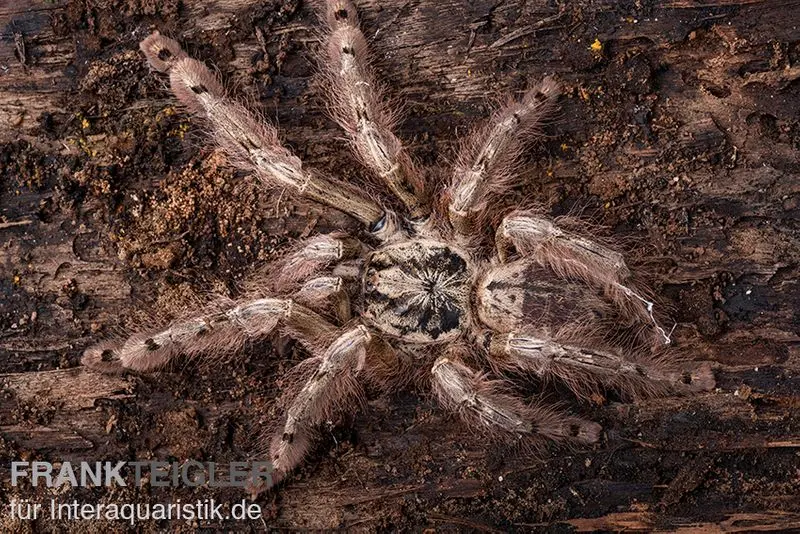 Leopardvogelspinne, Stromatopelma calceatum XL