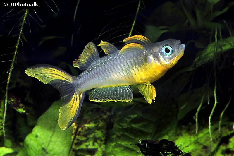 Gabelschwanz-Blauauge, Pseudomugil furcatus