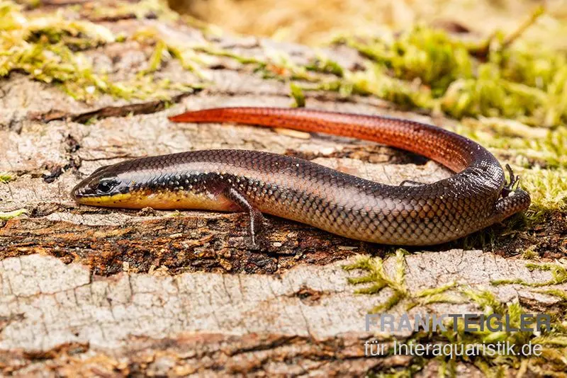 Tüpfellippenskink, Trachylepis maculilabris