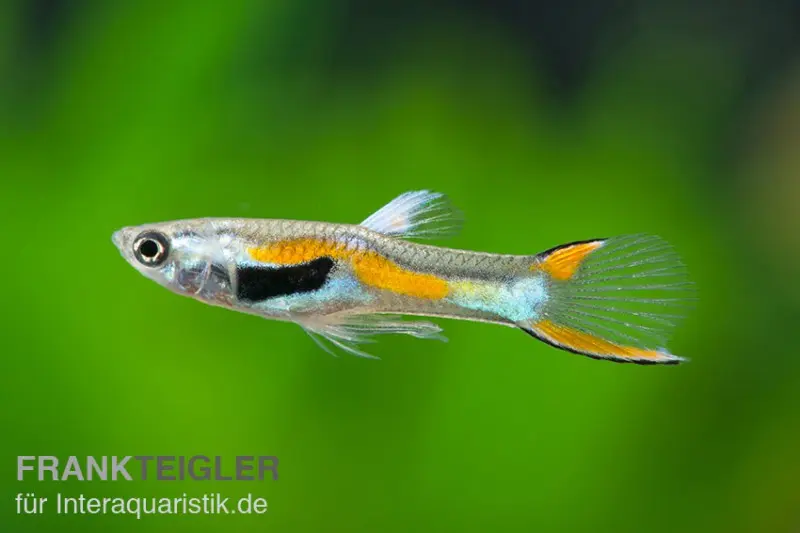 Endler Guppy, Poecilia wingei (Minifisch)