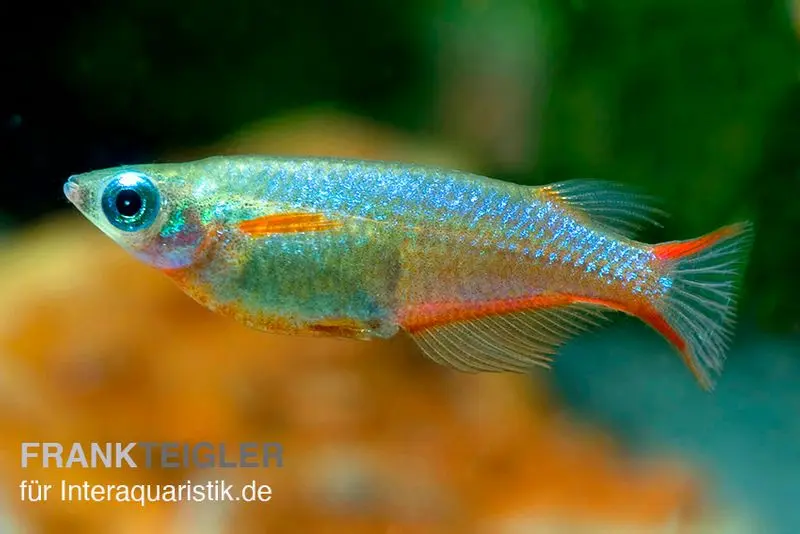 Neon-Reisfisch, Oryzias woworae