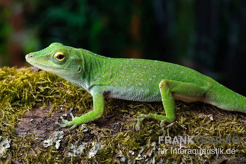 Großer Grün-Anolis, Anolis biporcatus, Ohne Geschlechtsauswahl