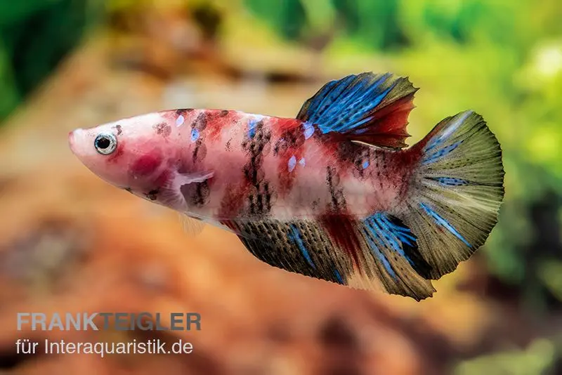 Plakat Kampffisch Koi, Männchen, Betta splendens