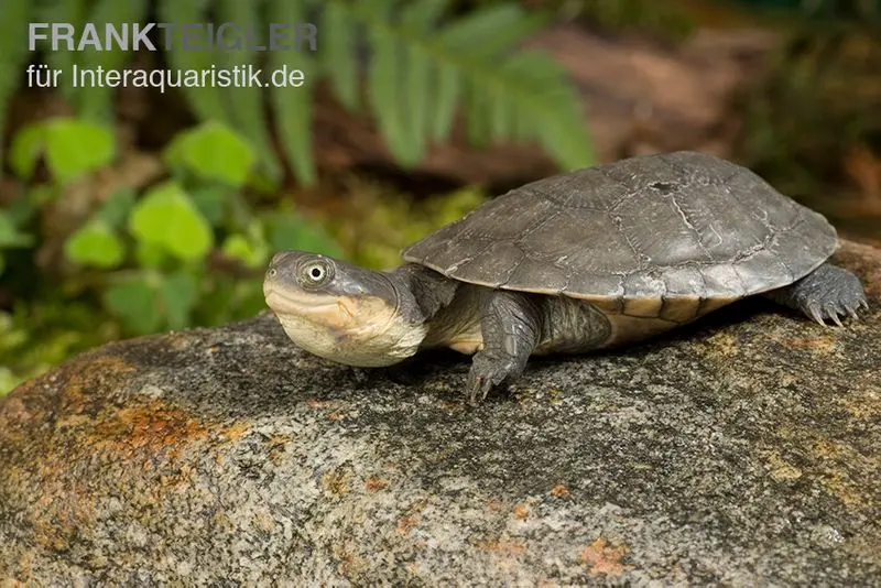 Westafrikanische Klappbrust-Pelomedusenschildkröte, Pelusio castaneus