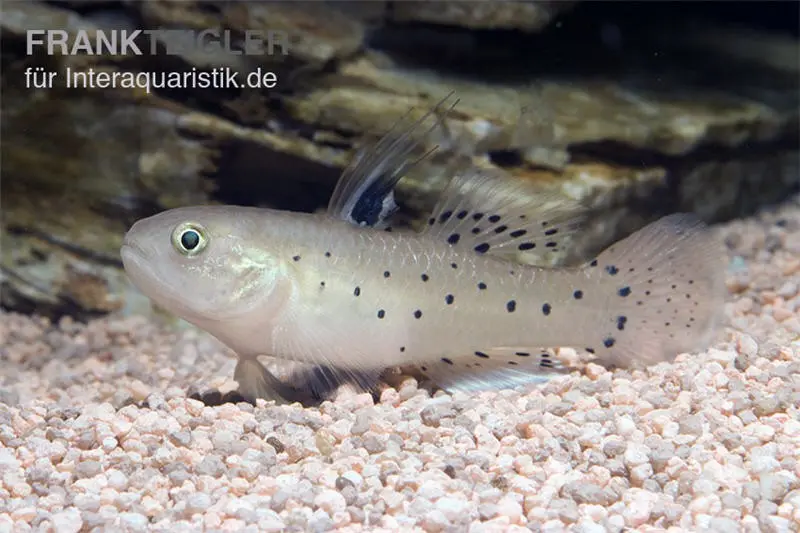 Rittergrundel, Stigmatogobius sadanundio