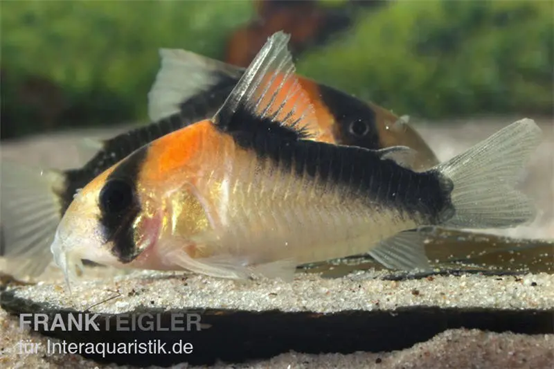 Kupferfleck-Panzerwels, Corydoras duplicareus