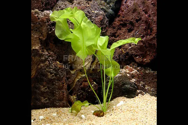 Echte Madagaskar Wasserähre, Aponogeton ulvaceus, Knolle