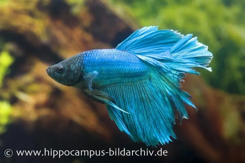 Halfmoon Kampffisch türkis, Männchen, Betta splendens