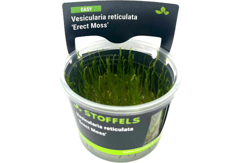 Aufrecht wachsendes Moos, Vesicularia reticulata "Erect Moss", In Vitro