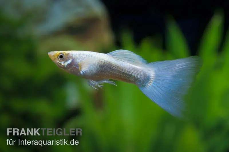 Guppy neonblau, Poecilia reticulata