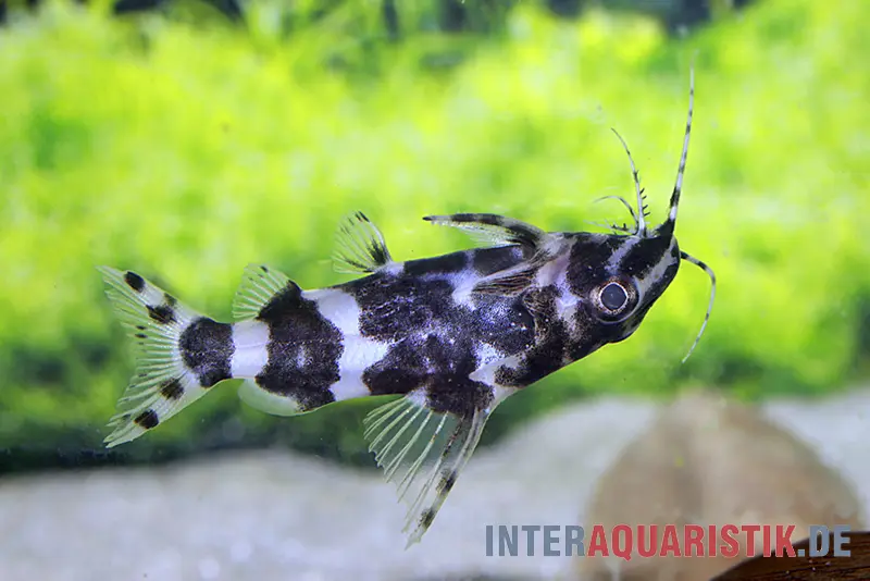 Rückenschwimmder Zebrakongowels, Synodontis sp. aff. nigriventris ZEBRA KUTU