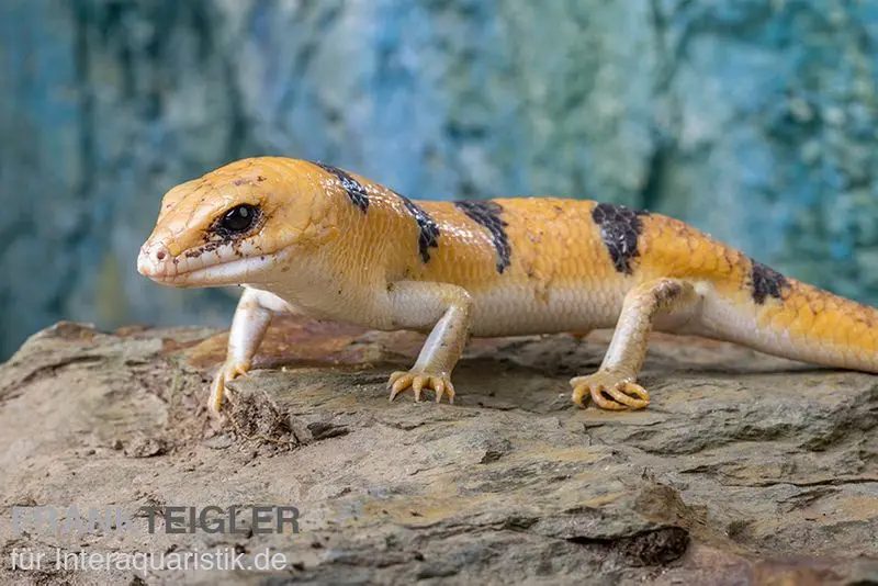 Tunesischer Nachtskink, Scincopus fasciatus