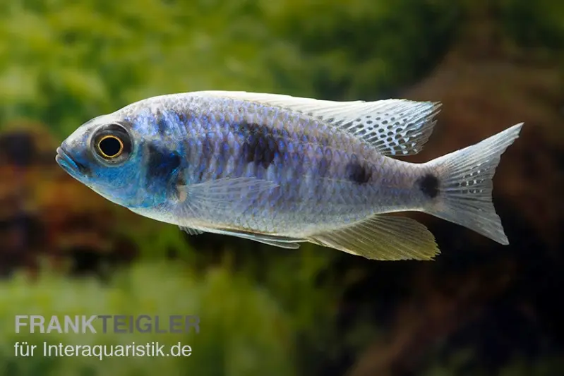 Copadichromis chrysonotus F2, DNZ